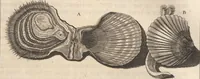An illustration from Des Herrn Dezallier von Argenville Cammerraths und Mitglieds der königlichen Gesellschaften der Wissenschaften zu London und Montpellier Conchyliologie oder Abhandlung von den Schnecken, Muscheln und andern Schaalthieren welche in der See, in süssen Wassern und auf dem Lande gefunden werden: Nebst der Zoomorphose oder Abbildung und Beschreibung der Thiere welche die Gehäuse bewohnen ; Aus dem Französischen übersetzt und mit Anmerkungen vermehrt. Mit ein und vierzig Kupfertafeln (1772)