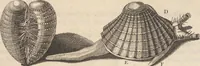 Picture 36 of 40 from Des Herrn Dezallier von Argenville Cammerraths und Mitglieds der königlichen Gesellschaften der Wissenschaften zu London und Montpellier Conchyliologie oder Abhandlung von den Schnecken, Muscheln und andern Schaalthieren welche in der See, in süssen Wassern und auf dem Lande gefunden werden: Nebst der Zoomorphose oder Abbildung und Beschreibung der Thiere welche die Gehäuse bewohnen ; Aus dem Französischen übersetzt und mit Anmerkungen vermehrt. Mit ein und vierzig Kupfertafeln (1772), leaf 431