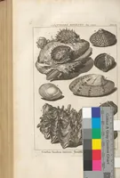 Picture 40 of 40 from Des Herrn Dezallier von Argenville Cammerraths und Mitglieds der königlichen Gesellschaften der Wissenschaften zu London und Montpellier Conchyliologie oder Abhandlung von den Schnecken, Muscheln und andern Schaalthieren welche in der See, in süssen Wassern und auf dem Lande gefunden werden: Nebst der Zoomorphose oder Abbildung und Beschreibung der Thiere welche die Gehäuse bewohnen ; Aus dem Französischen übersetzt und mit Anmerkungen vermehrt. Mit ein und vierzig Kupfertafeln (1772), leaf 561