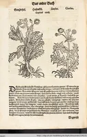 An illustration from Kreutter Buch: Des Hochberümpten Pedanij Dioscoridis Anazarbei, gründliche vnd gewisse beschreibung aller materien oder gezeugs der Artznei/ das ist/ nit alleyn der Kreutter/ sonder auch alles/ was sonst in der artznei gebreuchlich ist/ in sechs Bücheren verfast/ Jetzt erstmals auß der Griechischen vnnd Lateinischen sprachen gründlich verteutscht. Das aller nützlichste Bůch ... (1546)