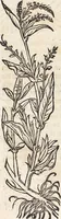 An illustration from Kreutter Buch: Des Hochberümpten Pedanij Dioscoridis Anazarbei, gründliche vnd gewisse beschreibung aller materien oder gezeugs der Artznei/ das ist/ nit alleyn der Kreutter/ sonder auch alles/ was sonst in der artznei gebreuchlich ist/ in sechs Bücheren verfast/ Jetzt erstmals auß der Griechischen vnnd Lateinischen sprachen gründlich verteutscht. Das aller nützlichste Bůch ... (1546)