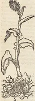 An illustration from Kreutter Buch: Des Hochberümpten Pedanij Dioscoridis Anazarbei, gründliche vnd gewisse beschreibung aller materien oder gezeugs der Artznei/ das ist/ nit alleyn der Kreutter/ sonder auch alles/ was sonst in der artznei gebreuchlich ist/ in sechs Bücheren verfast/ Jetzt erstmals auß der Griechischen vnnd Lateinischen sprachen gründlich verteutscht. Das aller nützlichste Bůch ... (1546)