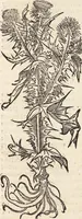 An illustration from Kreutter Buch: Des Hochberümpten Pedanij Dioscoridis Anazarbei, gründliche vnd gewisse beschreibung aller materien oder gezeugs der Artznei/ das ist/ nit alleyn der Kreutter/ sonder auch alles/ was sonst in der artznei gebreuchlich ist/ in sechs Bücheren verfast/ Jetzt erstmals auß der Griechischen vnnd Lateinischen sprachen gründlich verteutscht. Das aller nützlichste Bůch ... (1546)