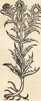 An illustration from Kreutter Buch: Des Hochberümpten Pedanij Dioscoridis Anazarbei, gründliche vnd gewisse beschreibung aller materien oder gezeugs der Artznei/ das ist/ nit alleyn der Kreutter/ sonder auch alles/ was sonst in der artznei gebreuchlich ist/ in sechs Bücheren verfast/ Jetzt erstmals auß der Griechischen vnnd Lateinischen sprachen gründlich verteutscht. Das aller nützlichste Bůch ... (1546)