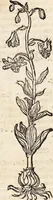 An illustration from Kreutter Buch: Des Hochberümpten Pedanij Dioscoridis Anazarbei, gründliche vnd gewisse beschreibung aller materien oder gezeugs der Artznei/ das ist/ nit alleyn der Kreutter/ sonder auch alles/ was sonst in der artznei gebreuchlich ist/ in sechs Bücheren verfast/ Jetzt erstmals auß der Griechischen vnnd Lateinischen sprachen gründlich verteutscht. Das aller nützlichste Bůch ... (1546)