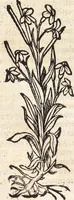 Picture 8 of 11 from Kreutter Buch: Des Hochberümpten Pedanij Dioscoridis Anazarbei, gründliche vnd gewisse beschreibung aller materien oder gezeugs der Artznei/ das ist/ nit alleyn der Kreutter/ sonder auch alles/ was sonst in der artznei gebreuchlich ist/ in sechs Bücheren verfast/ Jetzt erstmals auß der Griechischen vnnd Lateinischen sprachen gründlich verteutscht. Das aller nützlichste Bůch ... (1546), leaf 236