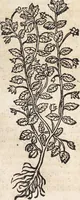 An illustration from Kreutter Buch: Des Hochberümpten Pedanij Dioscoridis Anazarbei, gründliche vnd gewisse beschreibung aller materien oder gezeugs der Artznei/ das ist/ nit alleyn der Kreutter/ sonder auch alles/ was sonst in der artznei gebreuchlich ist/ in sechs Bücheren verfast/ Jetzt erstmals auß der Griechischen vnnd Lateinischen sprachen gründlich verteutscht. Das aller nützlichste Bůch ... (1546)