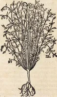 An illustration from Kreutter Buch: Des Hochberümpten Pedanij Dioscoridis Anazarbei, gründliche vnd gewisse beschreibung aller materien oder gezeugs der Artznei/ das ist/ nit alleyn der Kreutter/ sonder auch alles/ was sonst in der artznei gebreuchlich ist/ in sechs Bücheren verfast/ Jetzt erstmals auß der Griechischen vnnd Lateinischen sprachen gründlich verteutscht. Das aller nützlichste Bůch ... (1546)