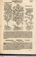 An illustration from Kreutter Buch: Des Hochberümpten Pedanij Dioscoridis Anazarbei, gründliche vnd gewisse beschreibung aller materien oder gezeugs der Artznei/ das ist/ nit alleyn der Kreutter/ sonder auch alles/ was sonst in der artznei gebreuchlich ist/ in sechs Bücheren verfast/ Jetzt erstmals auß der Griechischen vnnd Lateinischen sprachen gründlich verteutscht. Das aller nützlichste Bůch ... (1546)
