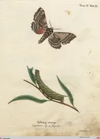 An illustration from (Band 2): Der europäischen Schmetterlinge Zweyter Theil welcher die Abendschmetterlinge von Tom. II Tab. I - Tom. II Tab. XXXVI. Cont. XI. und die Bögen (A) bis (Gg) enthält (1779)