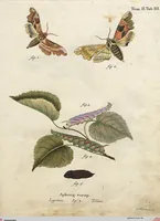 An illustration from (Band 2): Der europäischen Schmetterlinge Zweyter Theil welcher die Abendschmetterlinge von Tom. II Tab. I - Tom. II Tab. XXXVI. Cont. XI. und die Bögen (A) bis (Gg) enthält (1779)