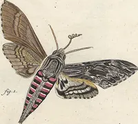 An illustration from (Band 2): Der europäischen Schmetterlinge Zweyter Theil welcher die Abendschmetterlinge von Tom. II Tab. I - Tom. II Tab. XXXVI. Cont. XI. und die Bögen (A) bis (Gg) enthält (1779)