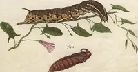 An illustration from (Band 2): Der europäischen Schmetterlinge Zweyter Theil welcher die Abendschmetterlinge von Tom. II Tab. I - Tom. II Tab. XXXVI. Cont. XI. und die Bögen (A) bis (Gg) enthält (1779)