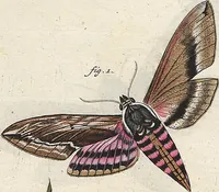 An illustration from (Band 2): Der europäischen Schmetterlinge Zweyter Theil welcher die Abendschmetterlinge von Tom. II Tab. I - Tom. II Tab. XXXVI. Cont. XI. und die Bögen (A) bis (Gg) enthält (1779)