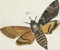 An illustration from (Band 2): Der europäischen Schmetterlinge Zweyter Theil welcher die Abendschmetterlinge von Tom. II Tab. I - Tom. II Tab. XXXVI. Cont. XI. und die Bögen (A) bis (Gg) enthält (1779)