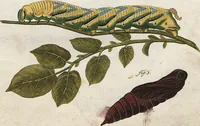 An illustration from (Band 2): Der europäischen Schmetterlinge Zweyter Theil welcher die Abendschmetterlinge von Tom. II Tab. I - Tom. II Tab. XXXVI. Cont. XI. und die Bögen (A) bis (Gg) enthält (1779)