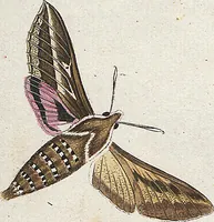 An illustration from (Band 2): Der europäischen Schmetterlinge Zweyter Theil welcher die Abendschmetterlinge von Tom. II Tab. I - Tom. II Tab. XXXVI. Cont. XI. und die Bögen (A) bis (Gg) enthält (1779)