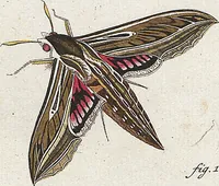 An illustration from (Band 2): Der europäischen Schmetterlinge Zweyter Theil welcher die Abendschmetterlinge von Tom. II Tab. I - Tom. II Tab. XXXVI. Cont. XI. und die Bögen (A) bis (Gg) enthält (1779)
