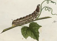 An illustration from (Band 2): Der europäischen Schmetterlinge Zweyter Theil welcher die Abendschmetterlinge von Tom. II Tab. I - Tom. II Tab. XXXVI. Cont. XI. und die Bögen (A) bis (Gg) enthält (1779)