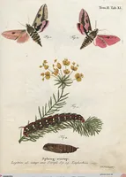 An illustration from (Band 2): Der europäischen Schmetterlinge Zweyter Theil welcher die Abendschmetterlinge von Tom. II Tab. I - Tom. II Tab. XXXVI. Cont. XI. und die Bögen (A) bis (Gg) enthält (1779)