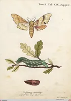 An illustration from (Band 2): Der europäischen Schmetterlinge Zweyter Theil welcher die Abendschmetterlinge von Tom. II Tab. I - Tom. II Tab. XXXVI. Cont. XI. und die Bögen (A) bis (Gg) enthält (1779)