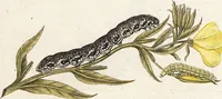 An illustration from (Band 2): Der europäischen Schmetterlinge Zweyter Theil welcher die Abendschmetterlinge von Tom. II Tab. I - Tom. II Tab. XXXVI. Cont. XI. und die Bögen (A) bis (Gg) enthält (1779)