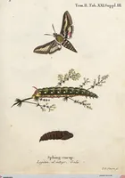 An illustration from (Band 2): Der europäischen Schmetterlinge Zweyter Theil welcher die Abendschmetterlinge von Tom. II Tab. I - Tom. II Tab. XXXVI. Cont. XI. und die Bögen (A) bis (Gg) enthält (1779)