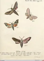 An illustration from (Band 2): Der europäischen Schmetterlinge Zweyter Theil welcher die Abendschmetterlinge von Tom. II Tab. I - Tom. II Tab. XXXVI. Cont. XI. und die Bögen (A) bis (Gg) enthält (1779)