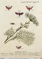 An illustration from (Band 2): Der europäischen Schmetterlinge Zweyter Theil welcher die Abendschmetterlinge von Tom. II Tab. I - Tom. II Tab. XXXVI. Cont. XI. und die Bögen (A) bis (Gg) enthält (1779)