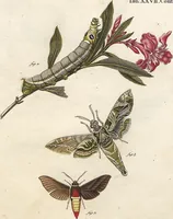 An illustration from (Band 2): Der europäischen Schmetterlinge Zweyter Theil welcher die Abendschmetterlinge von Tom. II Tab. I - Tom. II Tab. XXXVI. Cont. XI. und die Bögen (A) bis (Gg) enthält (1779)