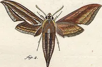 An illustration from (Band 2): Der europäischen Schmetterlinge Zweyter Theil welcher die Abendschmetterlinge von Tom. II Tab. I - Tom. II Tab. XXXVI. Cont. XI. und die Bögen (A) bis (Gg) enthält (1779)
