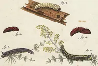 An illustration from (Band 2): Der europäischen Schmetterlinge Zweyter Theil welcher die Abendschmetterlinge von Tom. II Tab. I - Tom. II Tab. XXXVI. Cont. XI. und die Bögen (A) bis (Gg) enthält (1779)