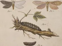 An illustration from (Band 4,1): Der europäischen Schmetterlinge Vierten Theils erster Band welcher die Eulenphalenen von Tom. IV. Tab. LXXX. Noct. 1. - Tom. IV. Tab. CXXV. Noct. 46 und Die Bogen A bis Aaa enthält (1786)