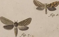 An illustration from (Band 4,1): Der europäischen Schmetterlinge Vierten Theils erster Band welcher die Eulenphalenen von Tom. IV. Tab. LXXX. Noct. 1. - Tom. IV. Tab. CXXV. Noct. 46 und Die Bogen A bis Aaa enthält (1786)