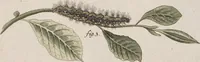 An illustration from (Band 4,1): Der europäischen Schmetterlinge Vierten Theils erster Band welcher die Eulenphalenen von Tom. IV. Tab. LXXX. Noct. 1. - Tom. IV. Tab. CXXV. Noct. 46 und Die Bogen A bis Aaa enthält (1786)