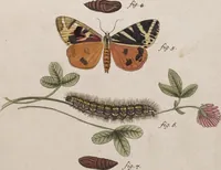 An illustration from (Band 4,1): Der europäischen Schmetterlinge Vierten Theils erster Band welcher die Eulenphalenen von Tom. IV. Tab. LXXX. Noct. 1. - Tom. IV. Tab. CXXV. Noct. 46 und Die Bogen A bis Aaa enthält (1786)
