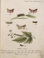 An illustration from (Band 4,1): Der europäischen Schmetterlinge Vierten Theils erster Band welcher die Eulenphalenen von Tom. IV. Tab. LXXX. Noct. 1. - Tom. IV. Tab. CXXV. Noct. 46 und Die Bogen A bis Aaa enthält (1786)