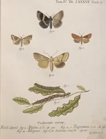 Picture 9 of 44 from (Band 4,1): Der europäischen Schmetterlinge Vierten Theils erster Band welcher die Eulenphalenen von Tom. IV. Tab. LXXX. Noct. 1. - Tom. IV. Tab. CXXV. Noct. 46 und Die Bogen A bis Aaa enthält (1786), leaf 382
