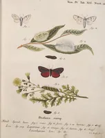 An illustration from (Band 4,1): Der europäischen Schmetterlinge Vierten Theils erster Band welcher die Eulenphalenen von Tom. IV. Tab. LXXX. Noct. 1. - Tom. IV. Tab. CXXV. Noct. 46 und Die Bogen A bis Aaa enthält (1786)
