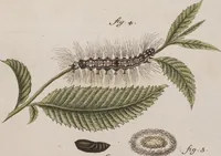 An illustration from (Band 4,1): Der europäischen Schmetterlinge Vierten Theils erster Band welcher die Eulenphalenen von Tom. IV. Tab. LXXX. Noct. 1. - Tom. IV. Tab. CXXV. Noct. 46 und Die Bogen A bis Aaa enthält (1786)