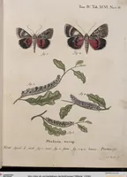 An illustration from (Band 4,1): Der europäischen Schmetterlinge Vierten Theils erster Band welcher die Eulenphalenen von Tom. IV. Tab. LXXX. Noct. 1. - Tom. IV. Tab. CXXV. Noct. 46 und Die Bogen A bis Aaa enthält (1786)