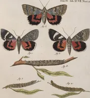 An illustration from (Band 4,1): Der europäischen Schmetterlinge Vierten Theils erster Band welcher die Eulenphalenen von Tom. IV. Tab. LXXX. Noct. 1. - Tom. IV. Tab. CXXV. Noct. 46 und Die Bogen A bis Aaa enthält (1786)