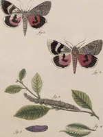 An illustration from (Band 4,1): Der europäischen Schmetterlinge Vierten Theils erster Band welcher die Eulenphalenen von Tom. IV. Tab. LXXX. Noct. 1. - Tom. IV. Tab. CXXV. Noct. 46 und Die Bogen A bis Aaa enthält (1786)