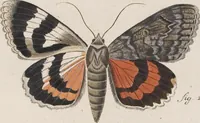 An illustration from (Band 4,1): Der europäischen Schmetterlinge Vierten Theils erster Band welcher die Eulenphalenen von Tom. IV. Tab. LXXX. Noct. 1. - Tom. IV. Tab. CXXV. Noct. 46 und Die Bogen A bis Aaa enthält (1786)