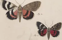 An illustration from (Band 4,1): Der europäischen Schmetterlinge Vierten Theils erster Band welcher die Eulenphalenen von Tom. IV. Tab. LXXX. Noct. 1. - Tom. IV. Tab. CXXV. Noct. 46 und Die Bogen A bis Aaa enthält (1786)