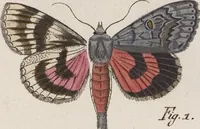 An illustration from (Band 4,1): Der europäischen Schmetterlinge Vierten Theils erster Band welcher die Eulenphalenen von Tom. IV. Tab. LXXX. Noct. 1. - Tom. IV. Tab. CXXV. Noct. 46 und Die Bogen A bis Aaa enthält (1786)