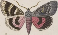 An illustration from (Band 4,1): Der europäischen Schmetterlinge Vierten Theils erster Band welcher die Eulenphalenen von Tom. IV. Tab. LXXX. Noct. 1. - Tom. IV. Tab. CXXV. Noct. 46 und Die Bogen A bis Aaa enthält (1786)
