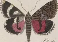 An illustration from (Band 4,1): Der europäischen Schmetterlinge Vierten Theils erster Band welcher die Eulenphalenen von Tom. IV. Tab. LXXX. Noct. 1. - Tom. IV. Tab. CXXV. Noct. 46 und Die Bogen A bis Aaa enthält (1786)