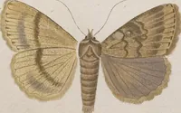 An illustration from (Band 4,1): Der europäischen Schmetterlinge Vierten Theils erster Band welcher die Eulenphalenen von Tom. IV. Tab. LXXX. Noct. 1. - Tom. IV. Tab. CXXV. Noct. 46 und Die Bogen A bis Aaa enthält (1786)