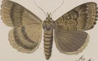 An illustration from (Band 4,1): Der europäischen Schmetterlinge Vierten Theils erster Band welcher die Eulenphalenen von Tom. IV. Tab. LXXX. Noct. 1. - Tom. IV. Tab. CXXV. Noct. 46 und Die Bogen A bis Aaa enthält (1786)